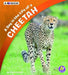 A Day In The Life Of A Cheetah