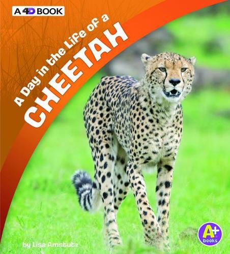 A Day In The Life Of A Cheetah