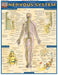 Nervous System