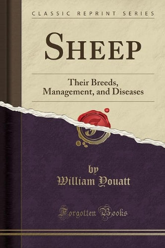 Sheep
