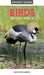 Pocket Guide to Birds of East Africa