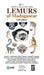 Lemurs of Madagascar