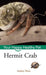 Hermit Crab