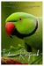 Indian Ringneck Parakeet