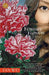 February Flowers