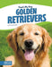 Golden Retrievers