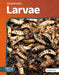 Larvae