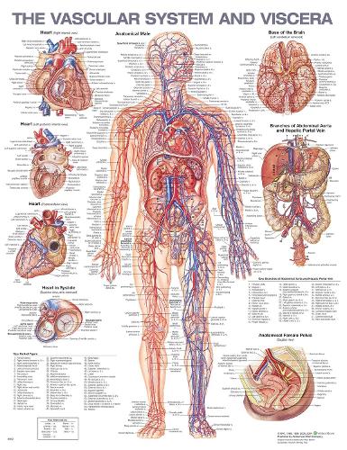 The Vascular System and Viscera Anatomical Chart