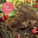 Patricia MacCarthy's Baby Animals Wall Calendar 2026 (Art Calendar