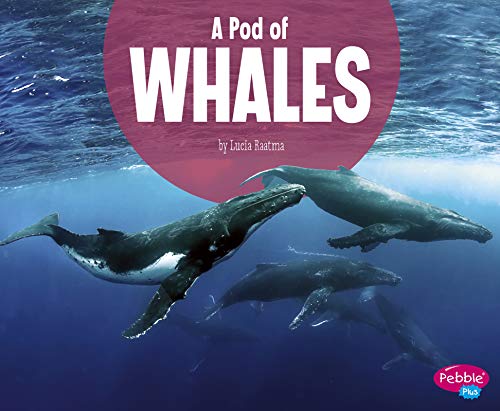 Pod Of Whales