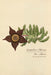 Stapelia Mixta