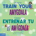 How to Train Your Amygdala / Cómo entrenar tu amígdala (Spanish and English Edition