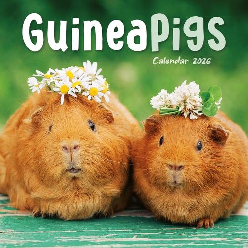 2026 Guinea Pigs Mini Wall Calendar