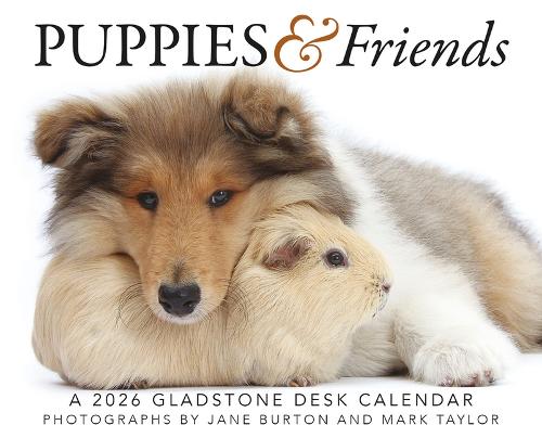 Puppies & Friends