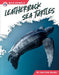 Leatherback Sea Turtles