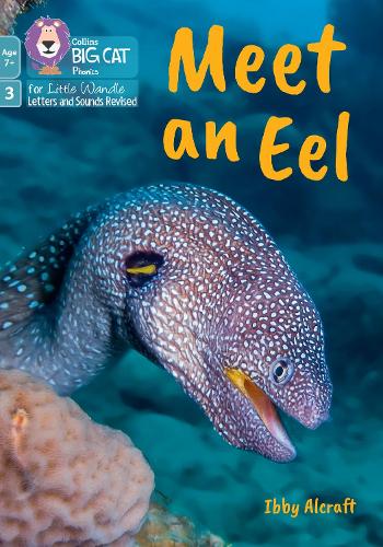 Meet an Eel