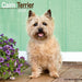 Cairn Terrier Calendar 2026  Square Dog Breed Wall Calendar - 16 Month