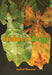 Hidden Bugs