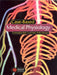 Case-based Medical Physiology