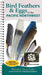 Bird Feathers & Eggs of the Pacific Northwest
