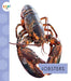 Lobsters