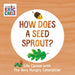 The How Does a Seed Sprout?