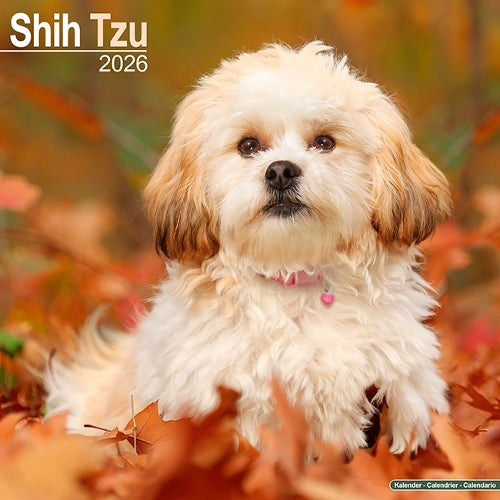Shih Tzu Calendar 2026  Square Dog Breed Wall Calendar - 16 Month