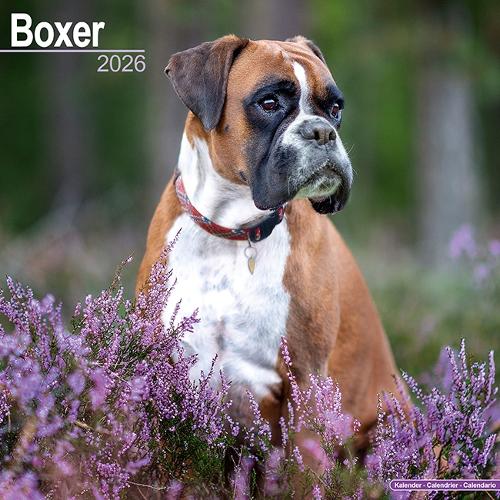 Boxer (Euro) Calendar 2026  Square Dog Breed Wall Calendar - 16 Month