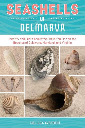 Seashells of Delmarva