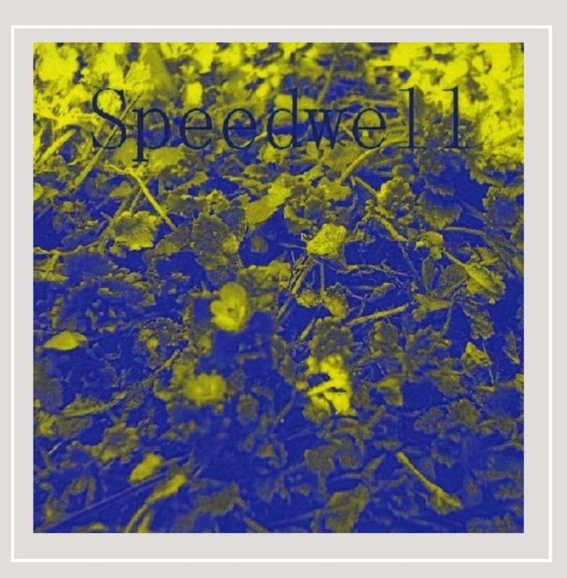 Speedwell
