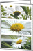 SIGEL Dc171 Lot de 25 Cartes à Motif Romance 2 Volets, A6, Blanc/Vert