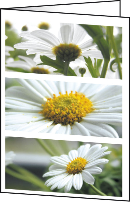 SIGEL Dc171 Lot de 25 Cartes à Motif Romance 2 Volets, A6, Blanc/Vert