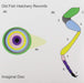 Imaginal Disc