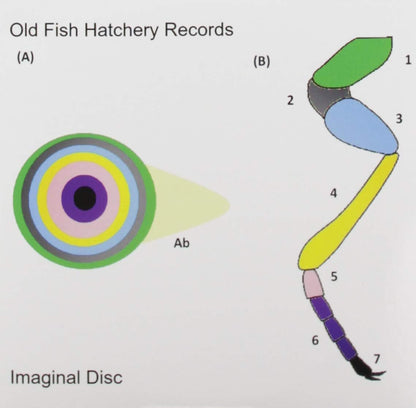 Imaginal Disc