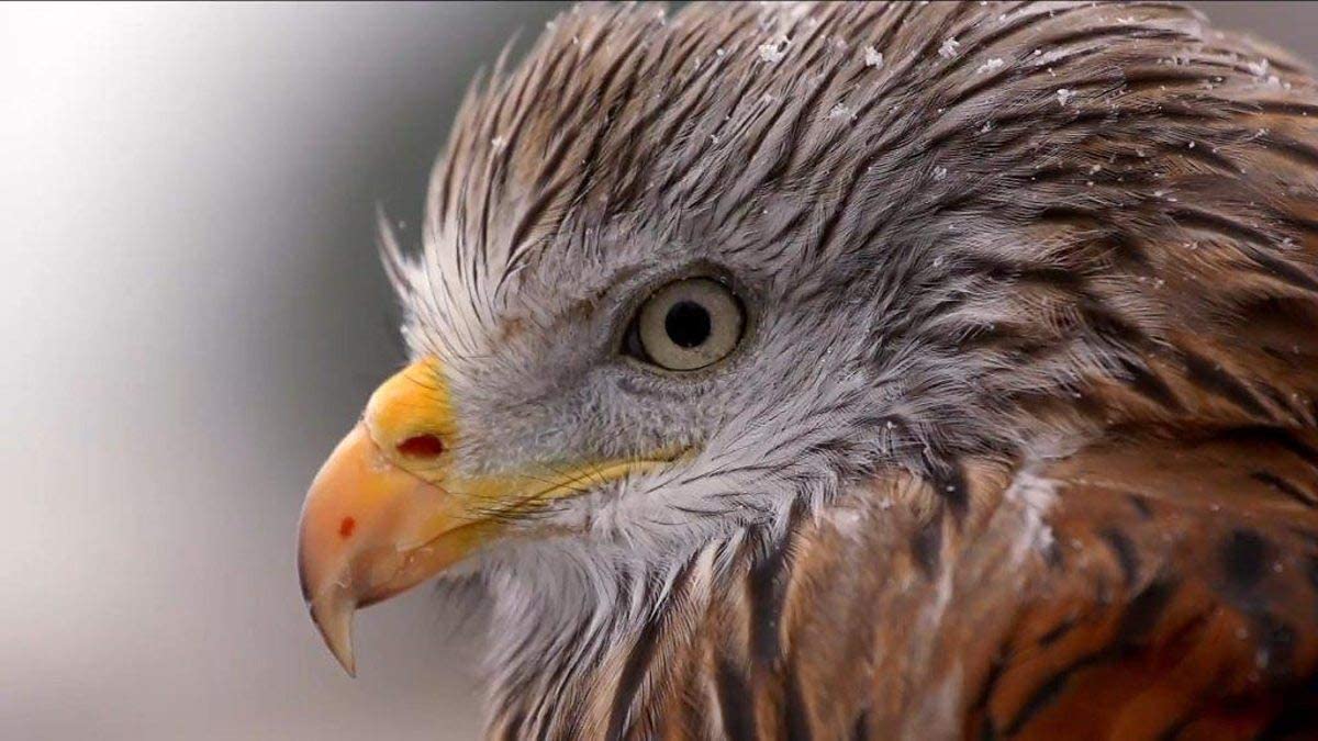 Wales: Land of the Wild