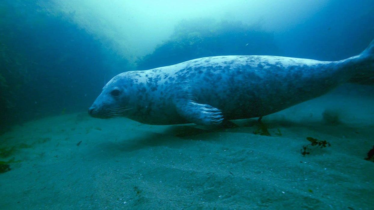 Wales: Land of the Wild