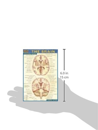 Brain (Quick Study)