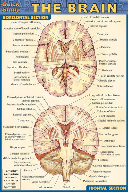 Brain (Quick Study)