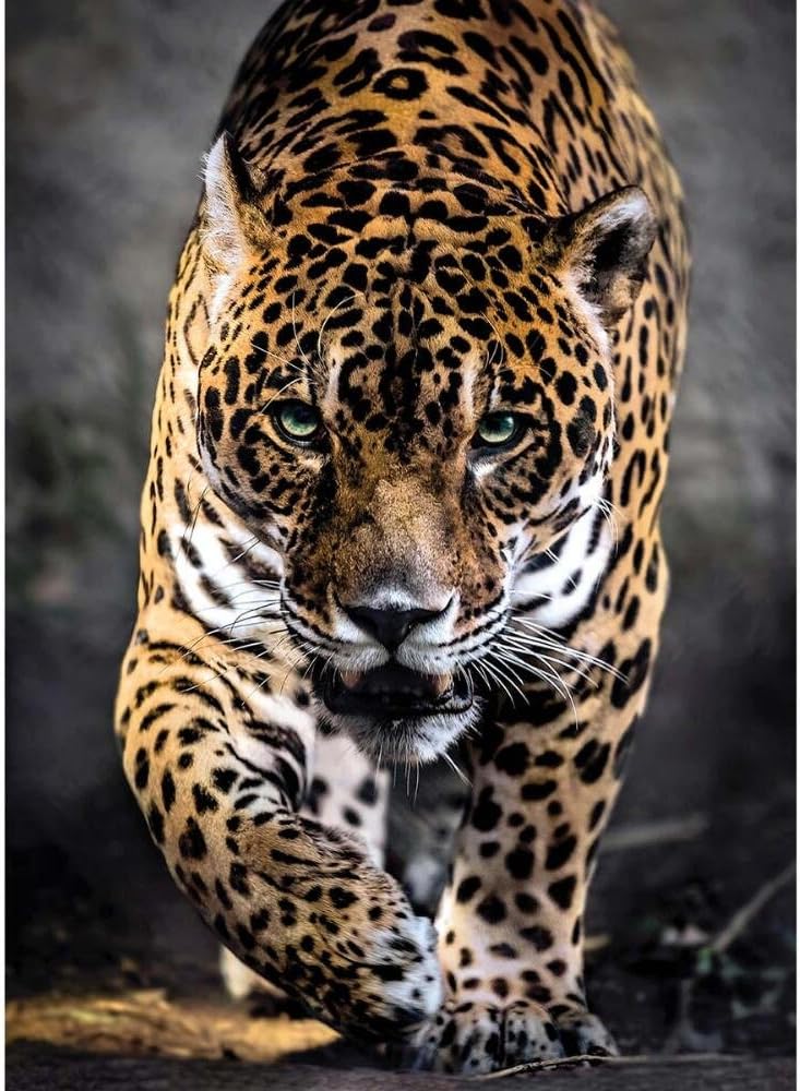 Clementoni - Puzzle 1000 piezas paisaje animales, Jaguar, Puzzle adulto (39326