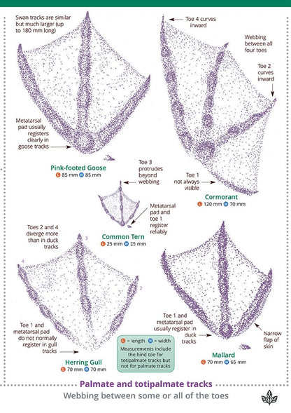 Guide to British bird tracks and signs
