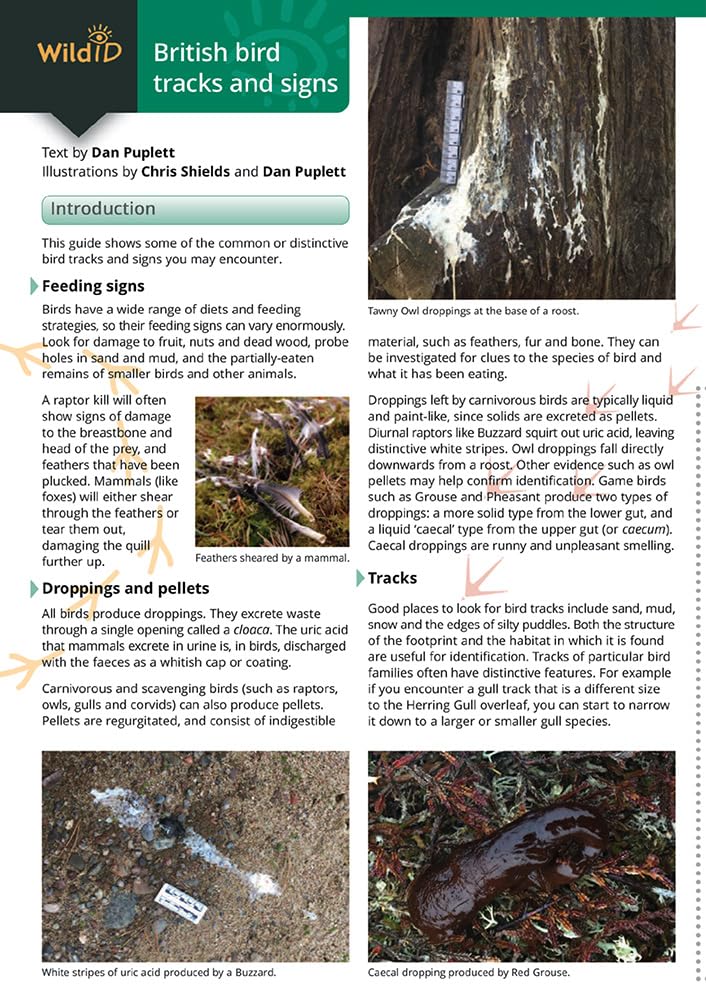Guide to British bird tracks and signs