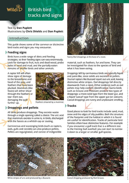 Guide to British bird tracks and signs