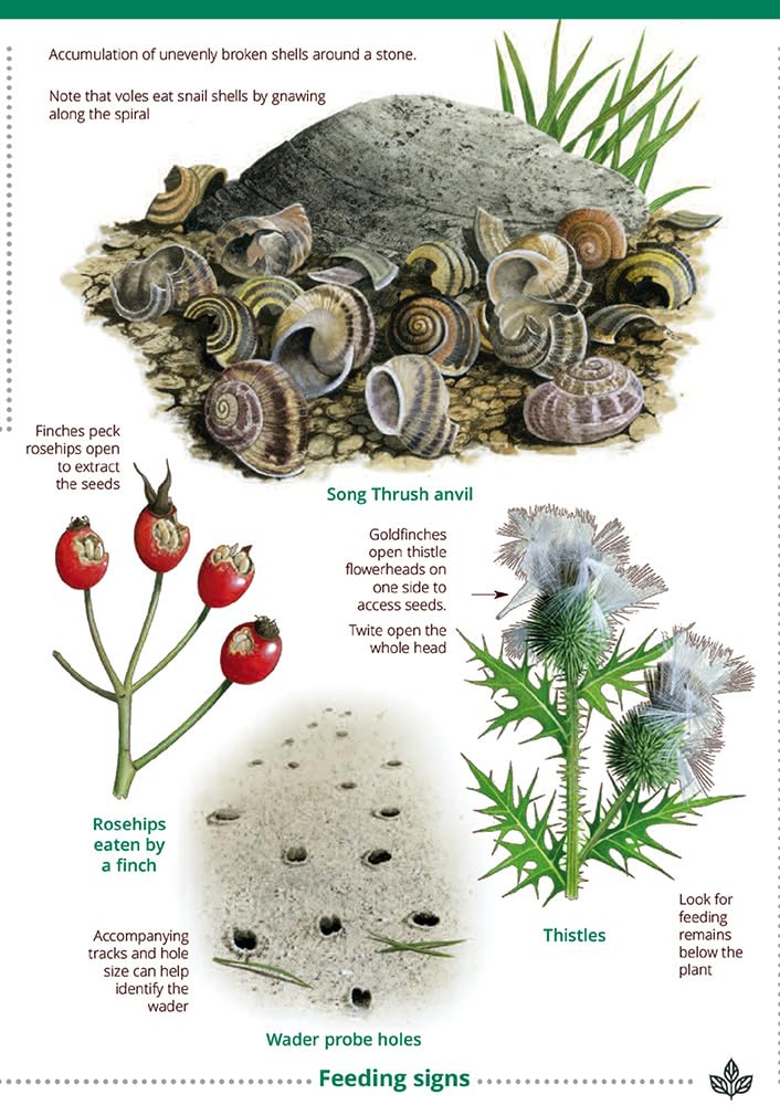 Guide to British bird tracks and signs