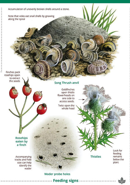 Guide to British bird tracks and signs