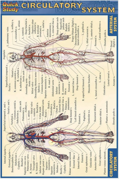 Circulatory System (Quick Study)