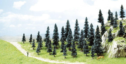 35 Pack Fir Trees