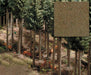 Conifrous Forest Ground