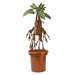 The Noble Collection Harry Potter Mandrake Interactive Plush with Pot - Officially Licensed 10in (30cm) Electronic Plush Toy Dolls Gifts