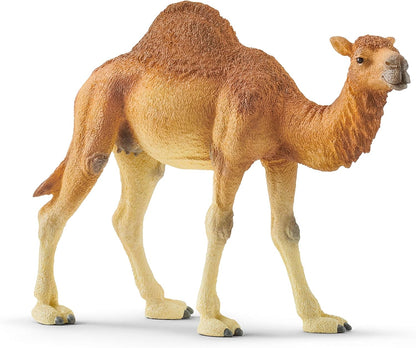 schleich 14832 Dromedar, für Kinder ab 3+ Jahren, WILD LIFE - Spielfigur
