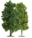 Tt 1 Beech1 Birch Tree